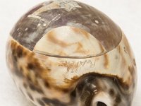 Cowrie shell etched with Romulan Ship: Purchased by J. Wenk at a Star Trek convention circa 1976. Artist is unknown. (MsC1031)