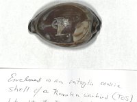 Cowrie shell etched with Romulan Ship: Purchased by J. Wenk at a Star Trek convention circa 1976. Artist is unknown. (MsC1031)