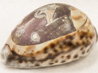Side view of Cowrie shell etched with Romulan Ship: Purchased by J. Wenk at a Star Trek convention circa 1976. Artist is unknown. (MsC1031)